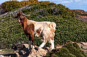 Goat breeding on deserted hills of East Crete covered in thyme, heather and sage.